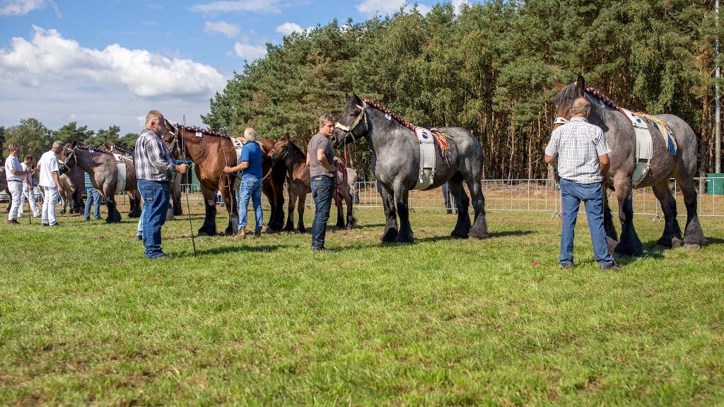 Lierop Fokpaardendag 2016 (36).jpg - Lierop Fokpaardendag 2016